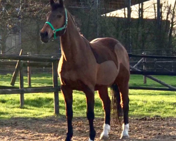 dressage horse Up to Dant (KWPN (Royal Dutch Sporthorse), 2001, from Freestyle)
