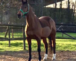 dressage horse Up to Dant (KWPN (Royal Dutch Sporthorse), 2001, from Freestyle)