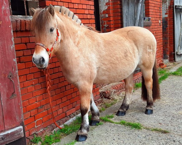 horse Hella (Fjord Horse, 2008, from Stedjeblakken)