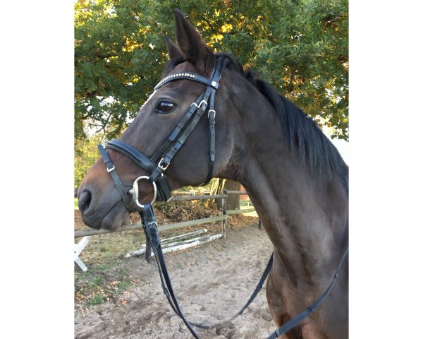 dressage horse Wimboury (Hanoverian, 2002, from White Star) dressage horse Wimboury (Hanoverian, 2002, from White Star)