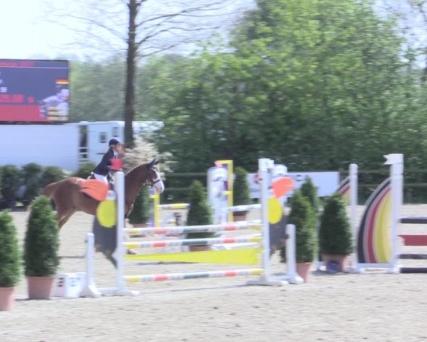 Reitturnier Nienberge 2017