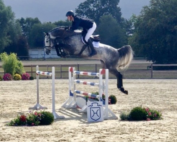 stallion Coriolanus (Holsteiner, 2012, from Castelan II Pkz)