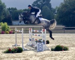 stallion Coriolanus (Holsteiner, 2012, from Castelan II Pkz)