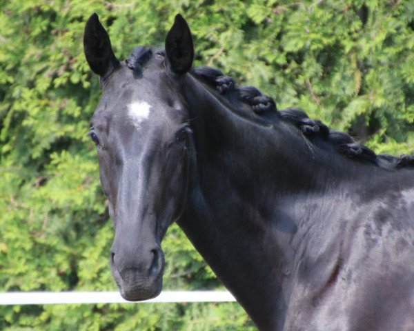 Pferd Da Dio (Hannoveraner, 2018, von Donatus)