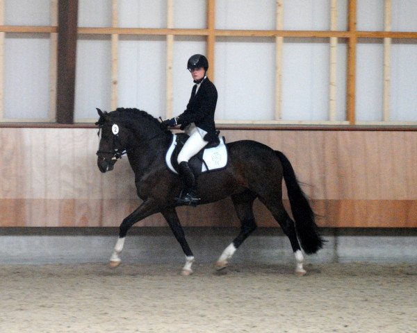 horse Lomansheide Brent (New Forest Pony, 2011, from Reekamp's Eclips) horse Lomansheide Brent (New Forest Pony, 2011, from Reekamp's Eclips)