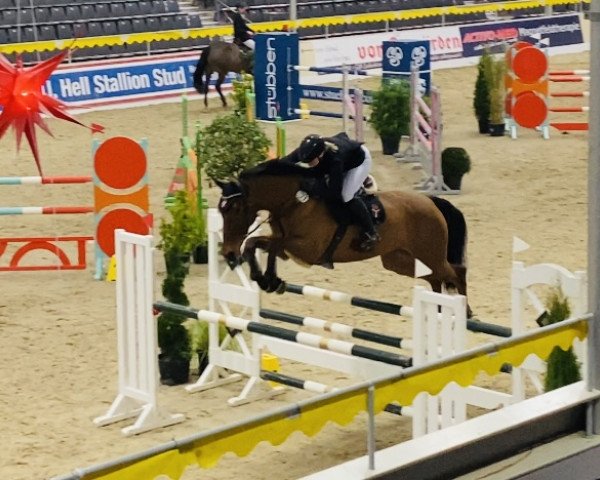 jumper Chacco's Son (Oldenburg, 2011, from Chacco-Blue)
