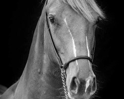 broodmare Fancy Freestyle (Oldenburg show jumper, 2014, from Furejev)