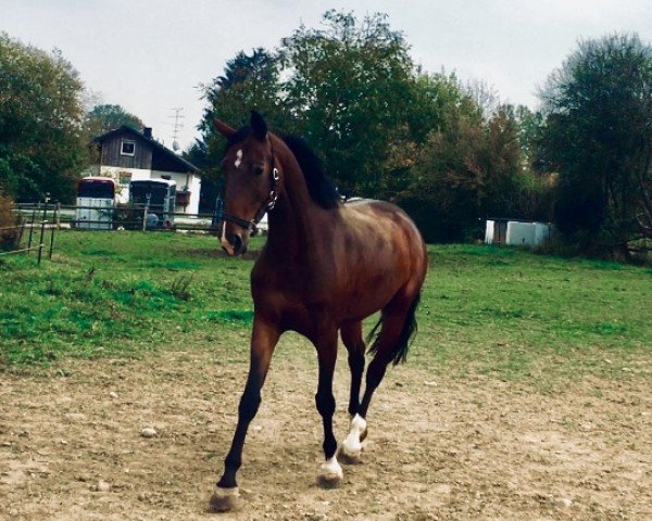 horse Amaretta (Bavarian, 2014, from Rock Forever II)