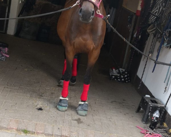 horse Koko 26 (Belgian Warmblood, 2010, from Aaron)