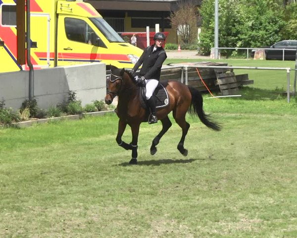 Reitturnier Schwaigern 2017