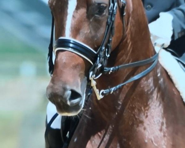 dressage horse Dejadee (Württemberger, 2007, from Daramis)