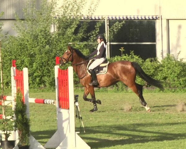 Reitturnier Schwaigern 2017