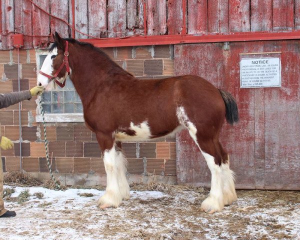 broodmare ADKS Anna (Clydesdale, 2013, from ADKS Luthur) broodmare ADKS Anna (Clydesdale, 2013, from ADKS Luthur)