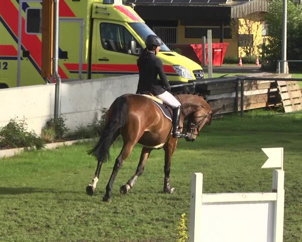 Reitturnier Schwaigern 2017