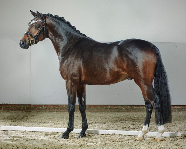 stallion Del Estero II (German Riding Pony, 2013, from Dance Star AT NRW)
