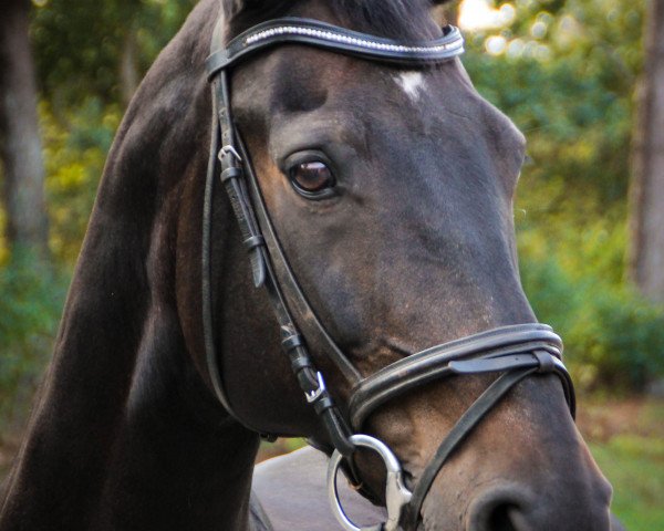 horse Donner-Power (Hanoverian, 2003, from Don Larino 171 FIN)