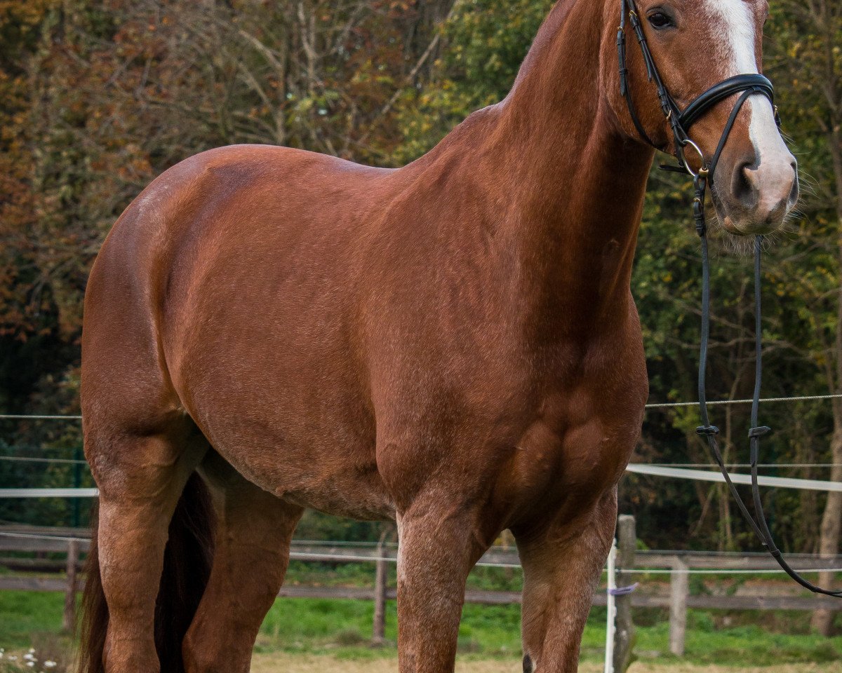 dressage horse Shandor (Rhinelander, 2003, from Silvano)