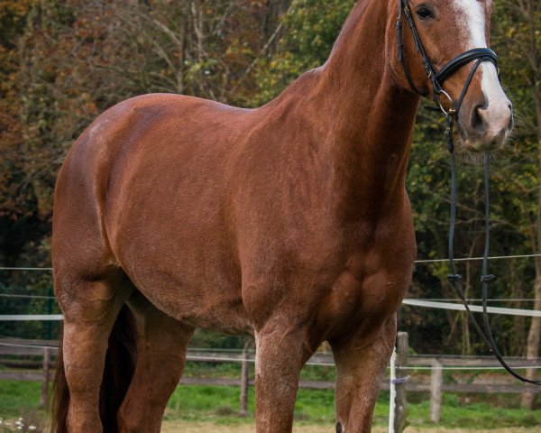 dressage horse Shandor (Rhinelander, 2003, from Silvano)