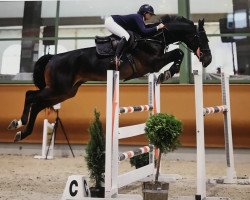 jumper Enjoy de La Clairiere (Swiss Warmblood, 2010, from Epsom d'Utah)