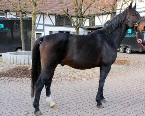 dressage horse v. Dimaggio x Pik Pavarotti (Oldenburg, 2013, from Dimaggio)