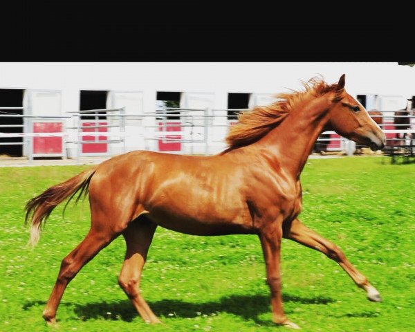 horse Windows EM (German Sport Horse, 2015, from Sezuan)