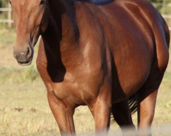 horse Q 14 (Hanoverian, 2014, from Quvée d'Or GT)
