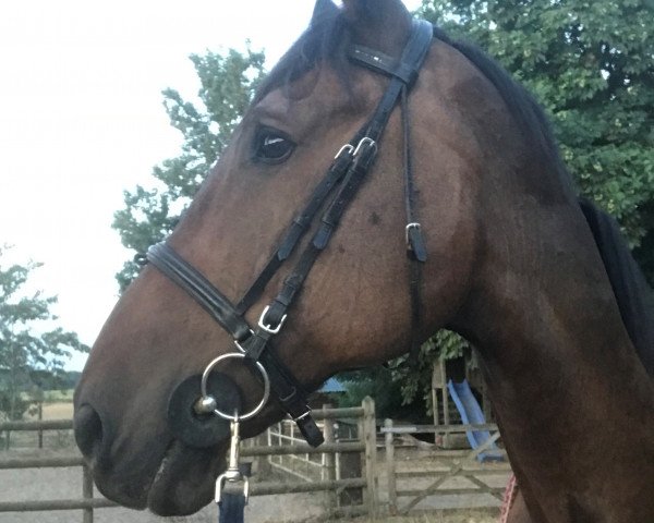 jumper Corredo (Westphalian, 2000, from Cordino)