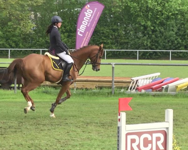 Reitturnier Schwaigern 2017