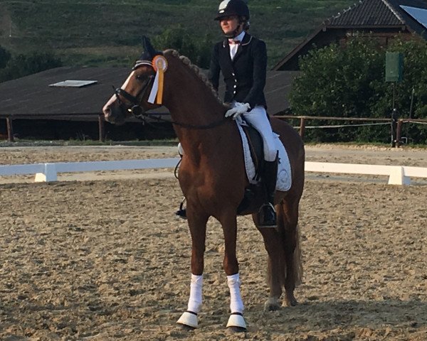 Dressurpferd Da Vinci 292 (Deutsches Reitpony, 2011, von Erfttal Duncan)