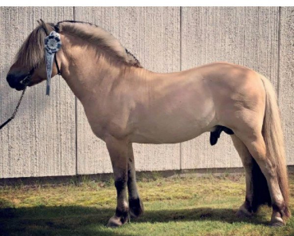 stallion Chalander (Fjord Horse, 2004, from Alexander Lukas) stallion Chalander (Fjord Horse, 2004, from Alexander Lukas)