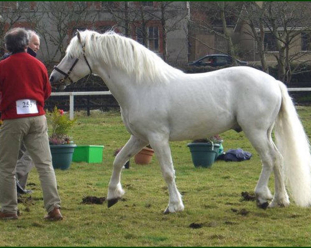 Deckhengst Spiddal Playboy (Connemara-Pony, 1996, von Cloonisle Cashel)