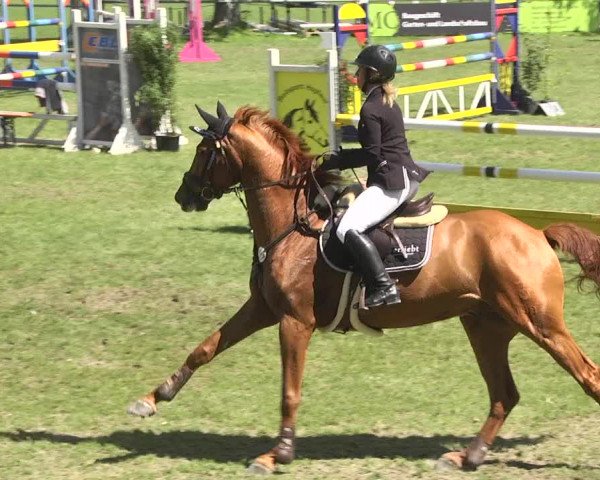 Reitturnier Schwaigern 2017