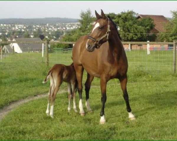 broodmare Oxana CH (Swiss Warmblood, 1999, from Don Corleone)