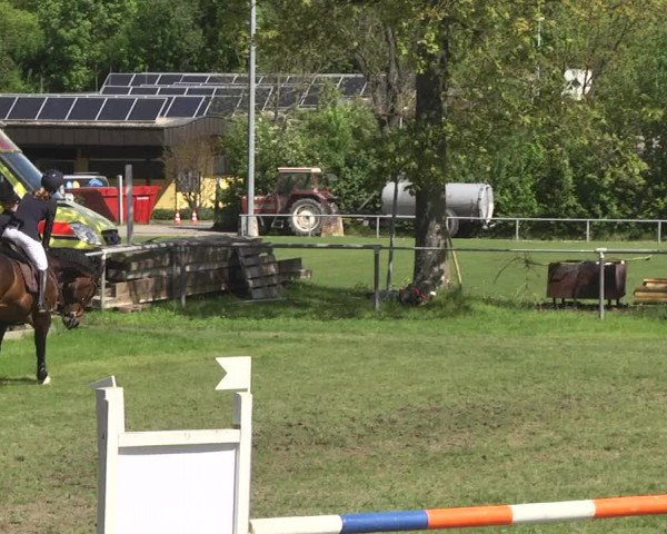 Reitturnier Schwaigern 2017