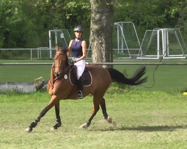 Reitturnier Schwaigern 2017