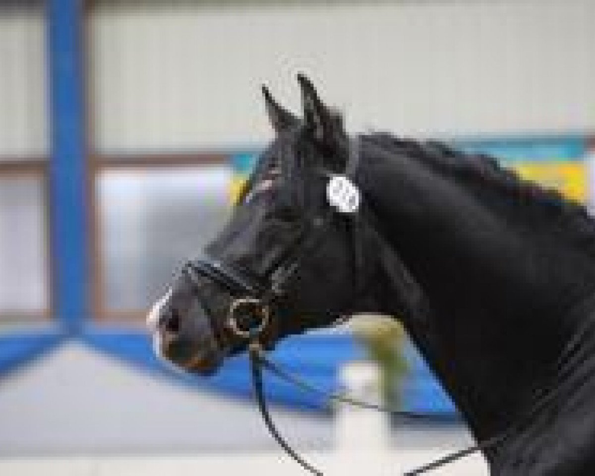 horse Don Calypso (Hanoverian, 2004, from Don Frederico)
