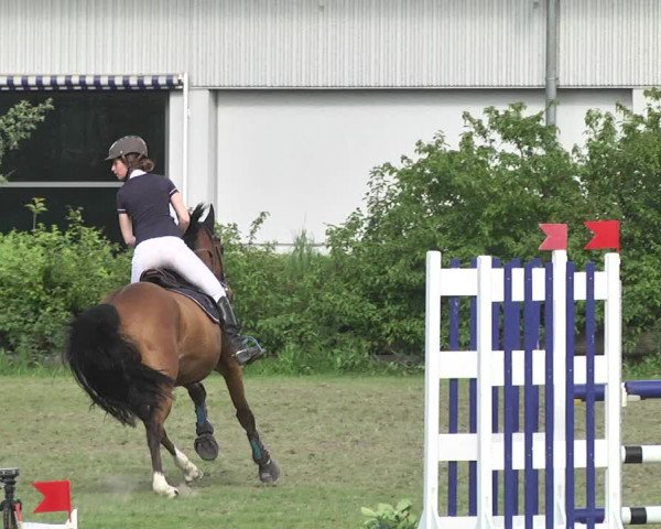 Reitturnier Schwaigern 2017