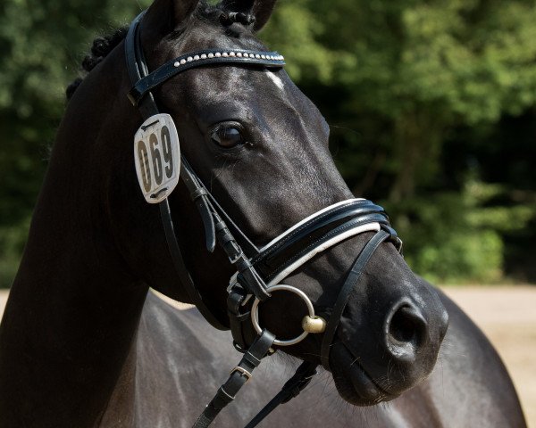 Zuchtstute Wildkatze (Kleines deutsches Reitpferd, 2013, von Beautyful Stallion)