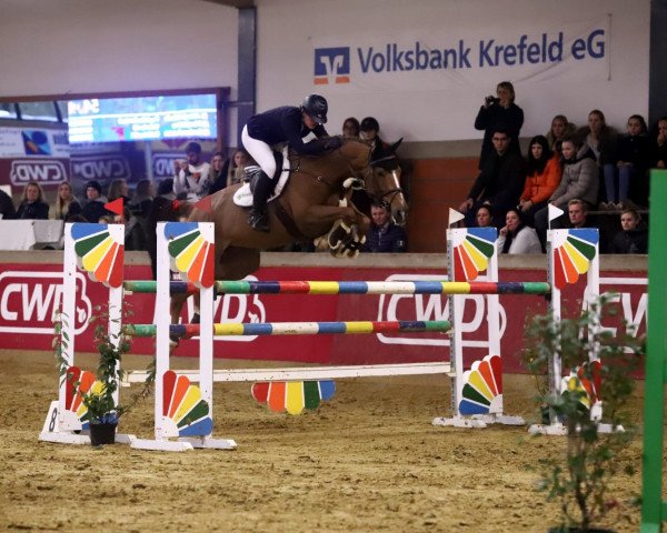 Springpferd Arena Hero Z (Zangersheide Reitpferd, 2010, von Aganix du Seigneur)