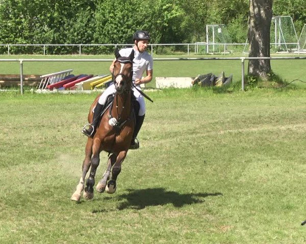 Reitturnier Schwaigern 2017