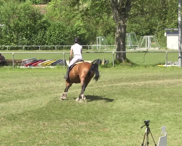 Reitturnier Schwaigern 2017