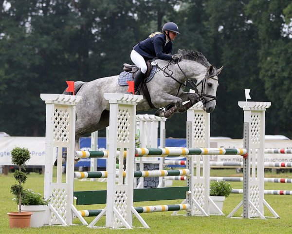 jumper Carthaga 4 (Oldenburg show jumper, 2012, from Mylord Carthago)