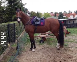 dressage horse Blue Spirit GE (German Sport Horse, 2012, from Blue Balou)