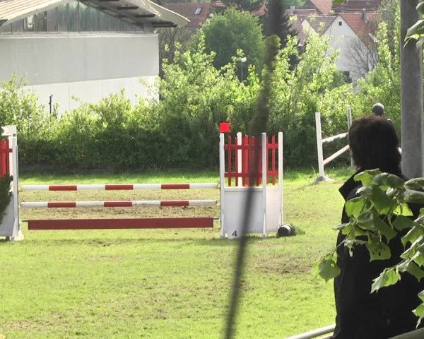Reitturnier Schwaigern 2017