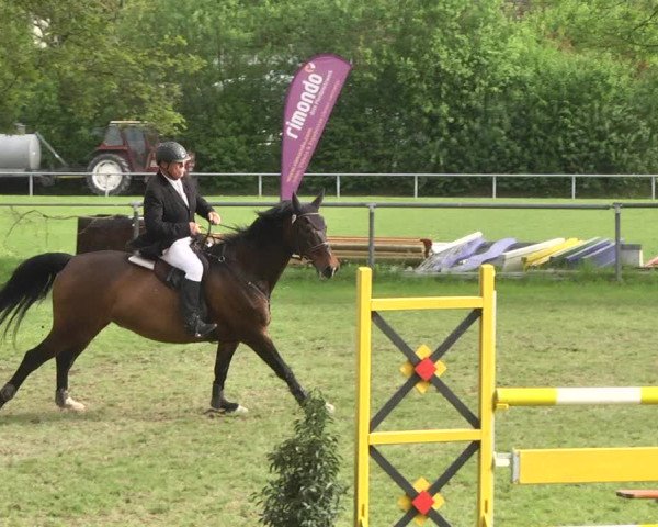 Reitturnier Schwaigern 2017