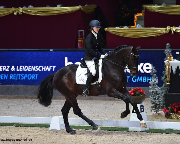 dressage horse Salzfürst (Austrian Warmblood, 2008, from Swarovski)