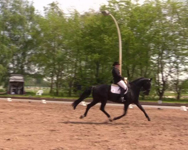Reitturnier Dallgow 2017