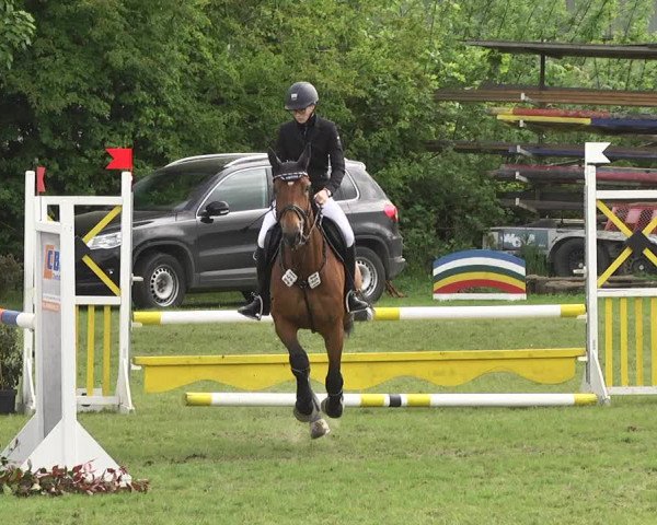 Reitturnier Schwaigern 2017