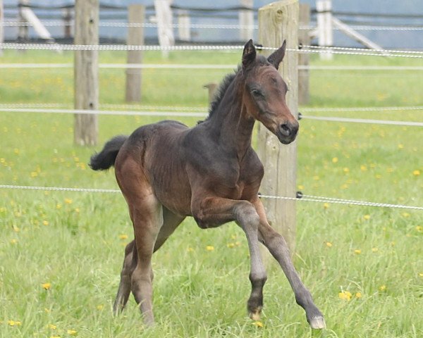 Pferd D‘onirica (Oldenburger Springpferd, 2017, von Landstreicher)