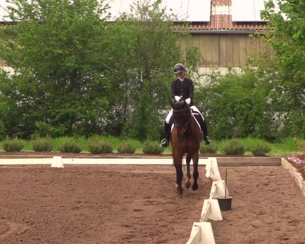 Reitturnier Dallgow 2017